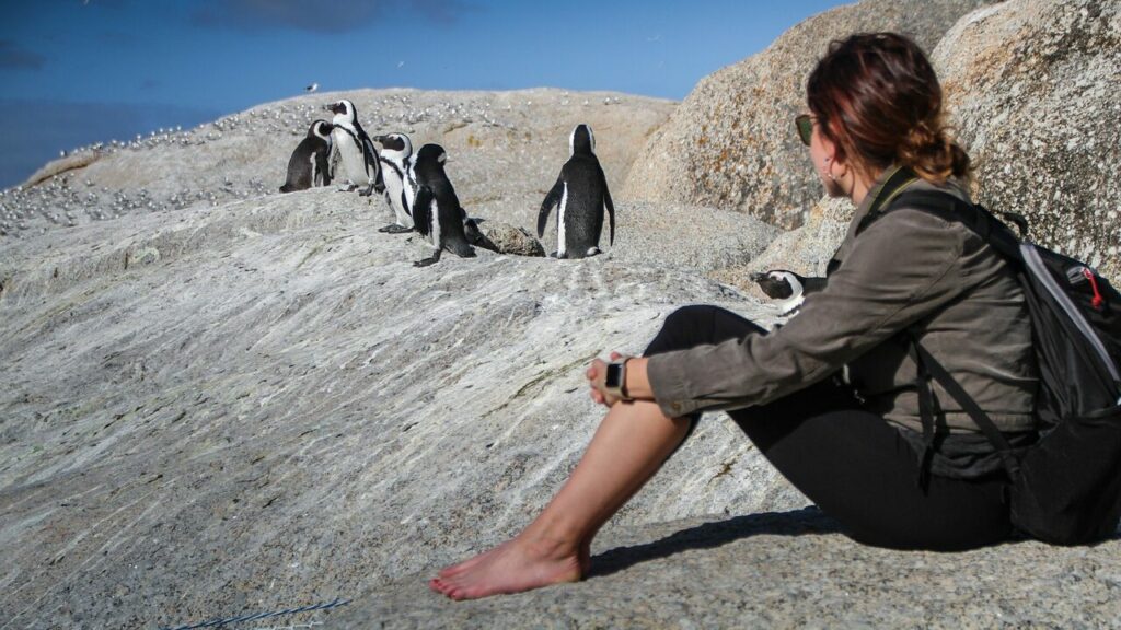 penguins, south africa, cape town